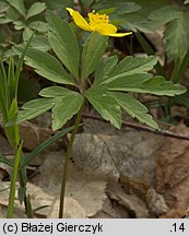 Anemone ranunculoides (zawilec żółty)