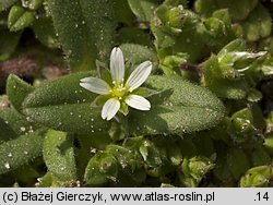 Cerastium semidecandrum (rogownica piÄ™cioprÄ™cikowa)