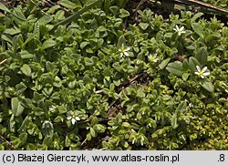 Cerastium semidecandrum (rogownica pięciopręcikowa)