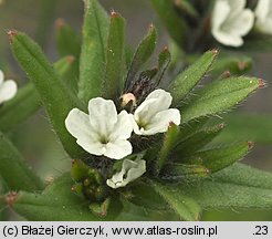 Lithospermum arvense (nawrot polny)