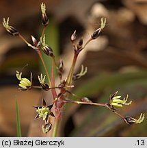 Luzula pilosa (kosmatka owłosiona)