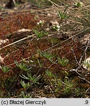 Spergula morisonii (sporek wiosenny)