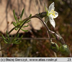 Spergula morisonii (sporek wiosenny)