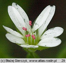 Stellaria neglecta (gwiazdnica zaniedbana)