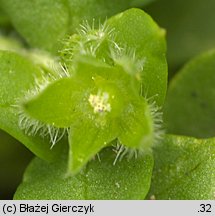 Stellaria pallida (gwiazdnica blada)