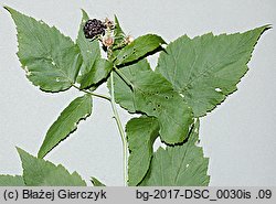 Rubus occidentalis (malina czarna)