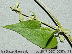 Fallopia dumetorum (rdestówka zaroślowa)