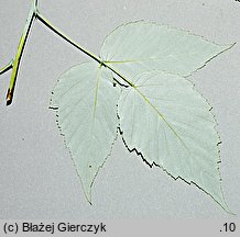 Rubus occidentalis (malina czarna)