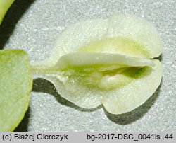 Fallopia dumetorum (rdestówka zaroślowa)