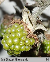 Rubus armeniacus (jeżyna kaukaska)