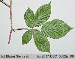 Rubus siemianicensis (jeżyna siemianicka)