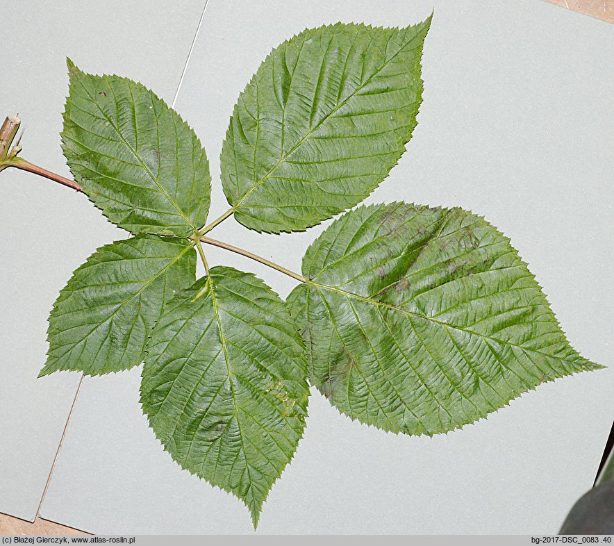 Rubus nessensis (jeżyna lochneseńska)
