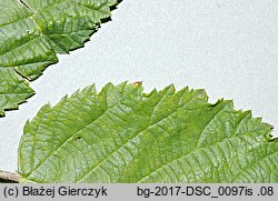 Rubus praecox (jeżyna długopręcikowa)
