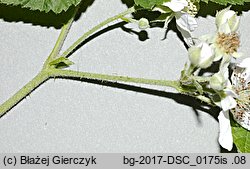Rubus spribillei (jeżyna Spribillego)