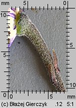 Aconitum ×berdaui nssp. walasii (tojad Berdaua Walasa)