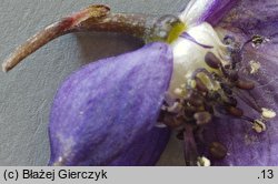 Aconitum clusianum (tojad Kluzjusza)
