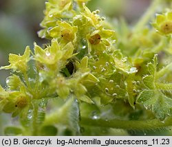 Alchemilla glaucescens (przywrotnik kosmaty)