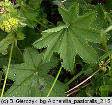 Alchemilla monticola (przywrotnik pasterski)
