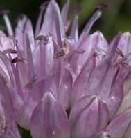 Allium senescens ssp. montanum (czosnek skalny)