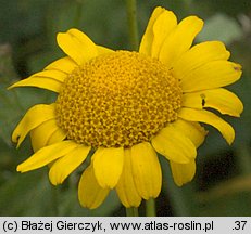 Anthemis tinctoria (rumian żółty)