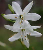 Anthericum ramosum (pajęcznica gałęzista)
