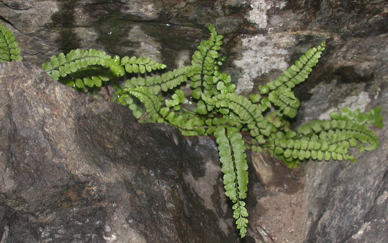 Asplenium adulterinum (zanokcica serpentynowa)