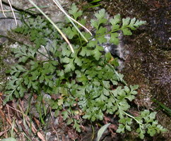 Asplenium cuneifolium (zanokcica klinowata)