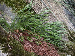 Asplenium septentrionale (zanokcica północna)