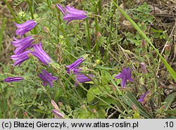 Campanula sibirica (dzwonek syberyjski)