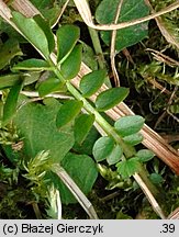 Cardamine pratensis (rzeżucha łąkowa)