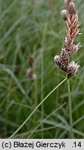 Carex disticha (turzyca dwustronna)