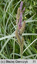 turzyca (Carex)