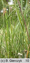 Carex hirta (turzyca owÅ‚osiona)