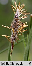Carex hirta (turzyca owłosiona)