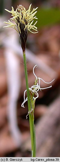 Carex pilosa (turzyca orzÄ™siona)