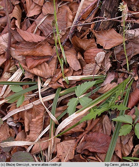 Carex pilosa (turzyca orzęsiona)