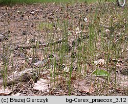 Carex praecox (turzyca wczesna)