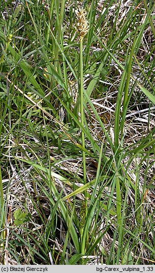 Carex vulpina (turzyca lisia)