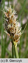 Carex vulpina (turzyca lisia)