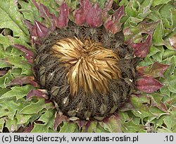 Carlina onopordifolia (dziewięćsił popłocholistny)