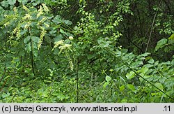 pluskwica europejska (Actaea europaea)