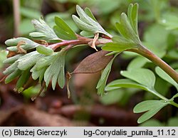 Corydalis pumila (kokorycz drobna)