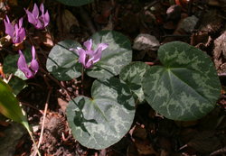 Cyclamen purpurascens (cyklamen purpurowy)