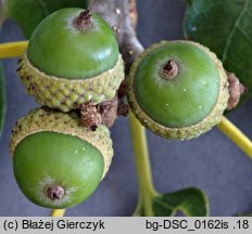 Quercus ×rosacea (dąb Bechsteina)