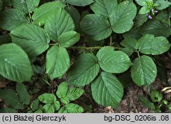 Rubus limitaneus (jeÅ¼yna pomorska)