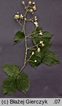 Rubus limitaneus (jeÅ¼yna pomorska)