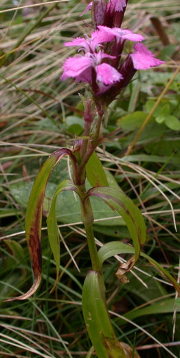 Dianthus compactus