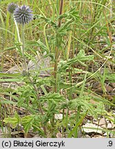 Echinops sphaerocephalus (przegorzan kulisty)