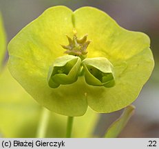 Euphorbia amygdaloides (wilczomlecz migdaÅ‚olistny)