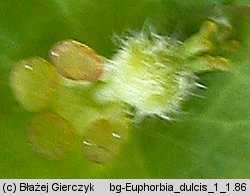 Euphorbia dulcis (wilczomlecz słodki)